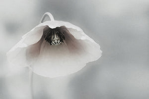 aluminium-print-ephemeral-beauty-ii