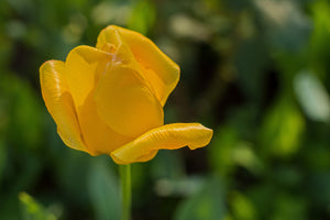 framedcanvas-print-yellow-tulip-xl