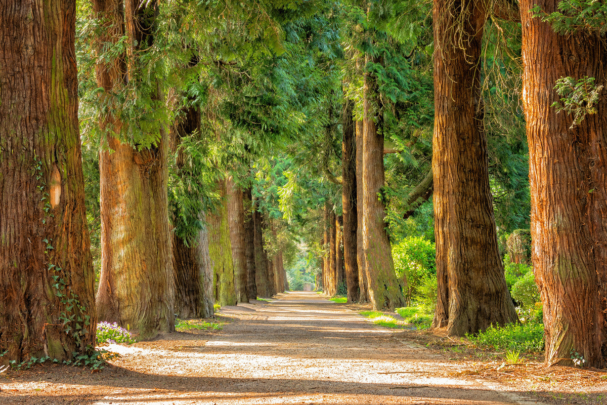 framedposter-print-the-green-avenue