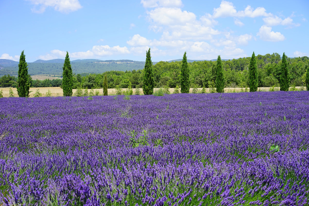 framedcanvas-print-magnificent-lavender-field