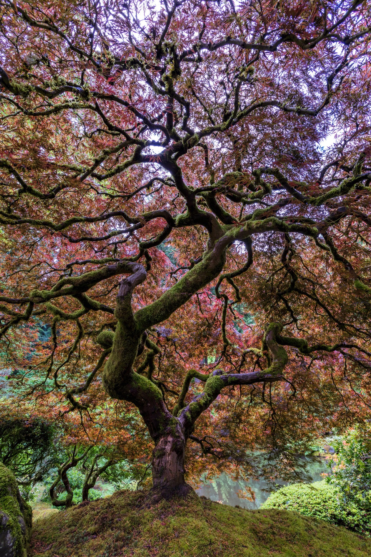 poster-print-japanese-maple-tree