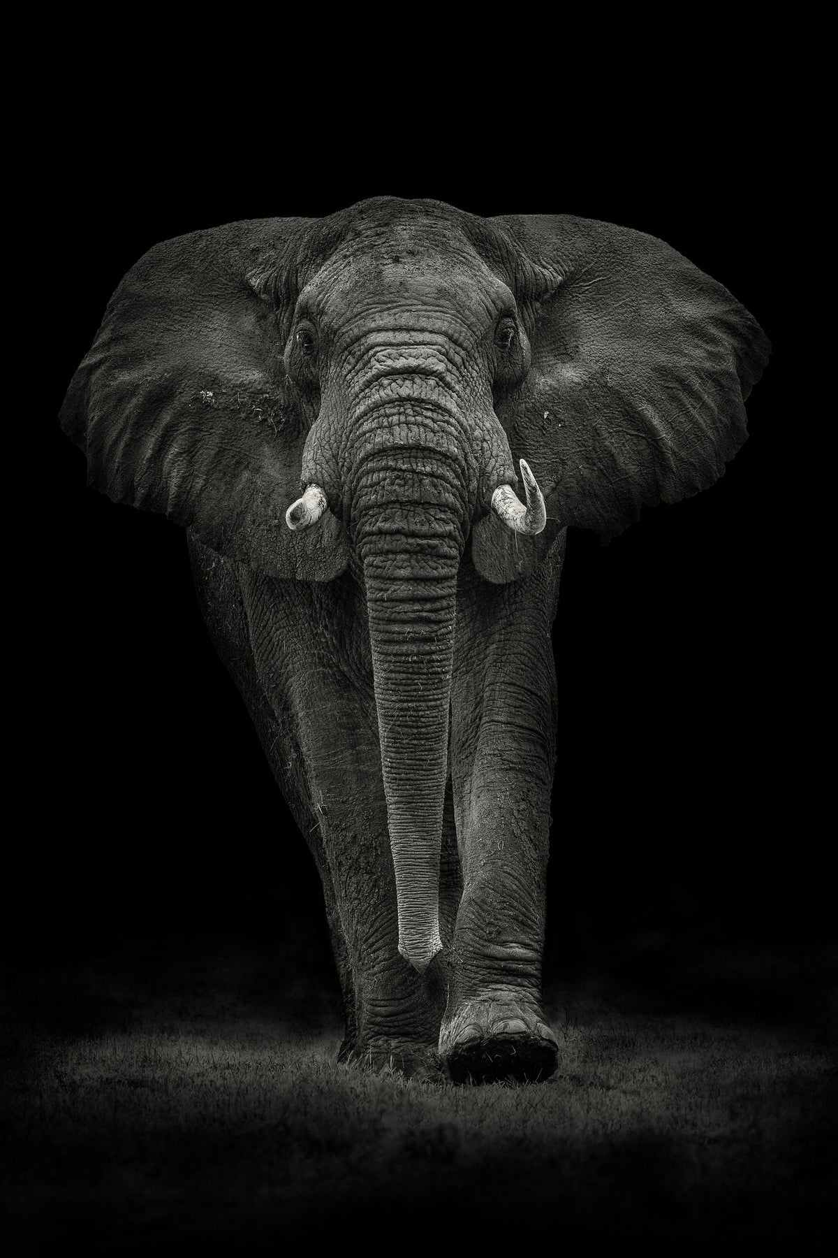 framedcanvas-print-ngorongoro-bull-x