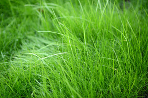 3-piece-aluminium-print-blades-of-grass