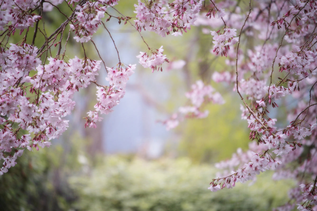 canvas-print-in-the-beautiful-spring