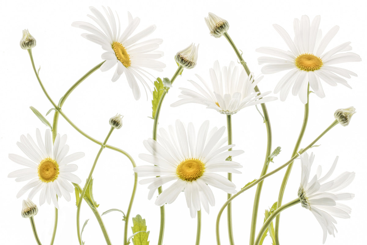 3-piece-canvas-print-ox-eye-daisies