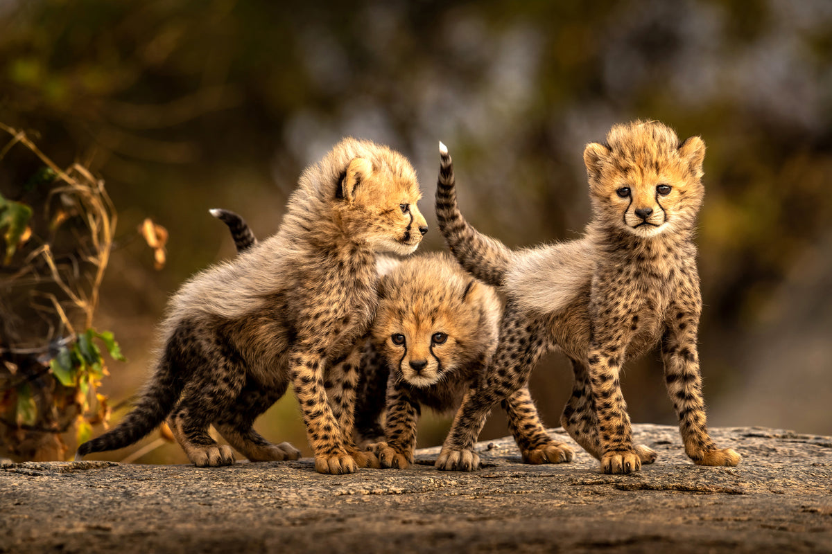 acrylic-print-three-little-cheetahs-x