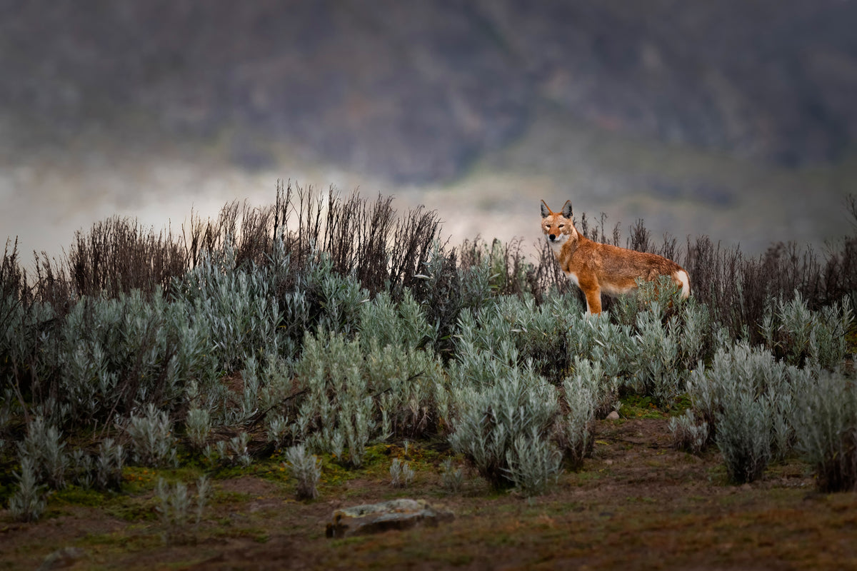 aluminium-print-ethiopian-wolf-x