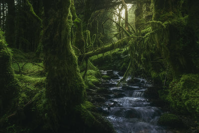 poster-print-hidden-wood-x