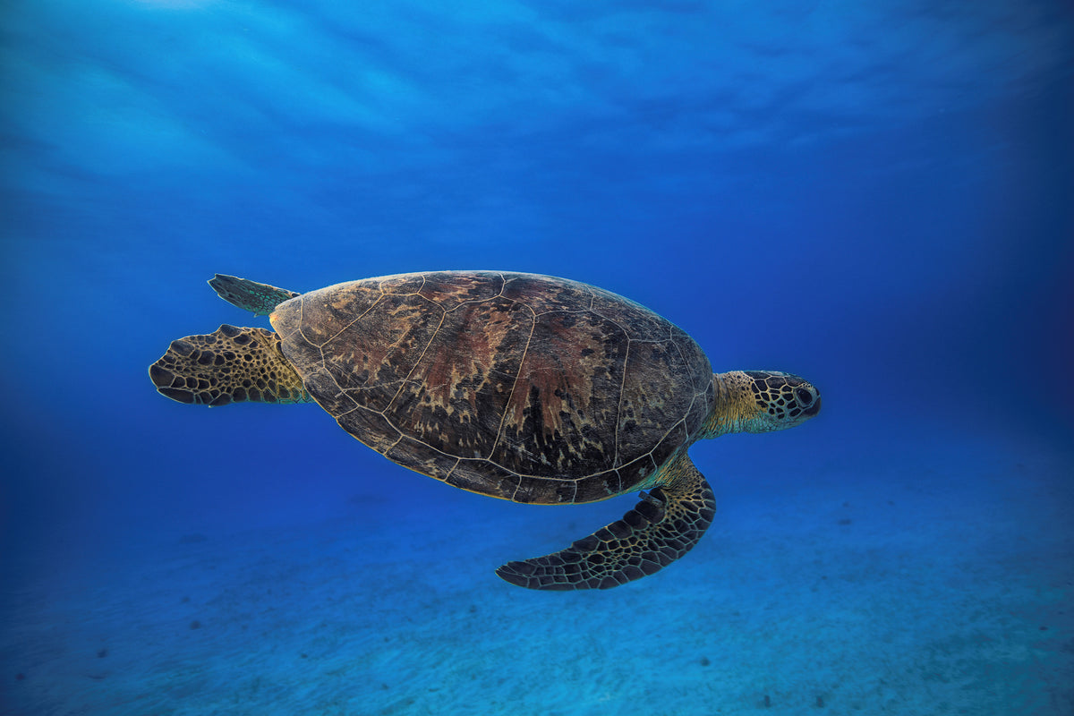 framedcanvas-print-green-turtle-in-the-blue