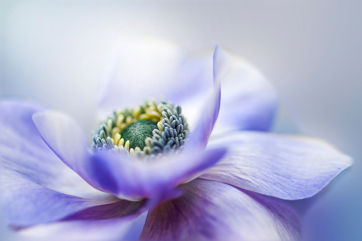 framedposter-print-anemone-de-caen-x