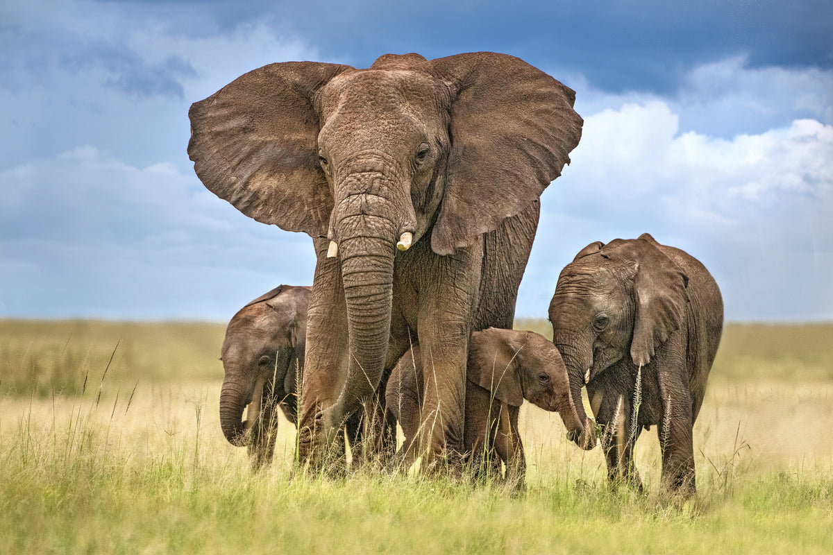 framedposter-print-elephant-mom-protecting-her-calves-x