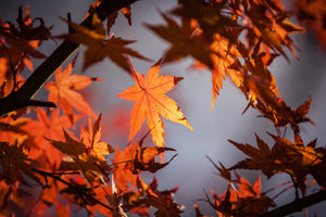 poster-print-maple-leaves-in-autumn