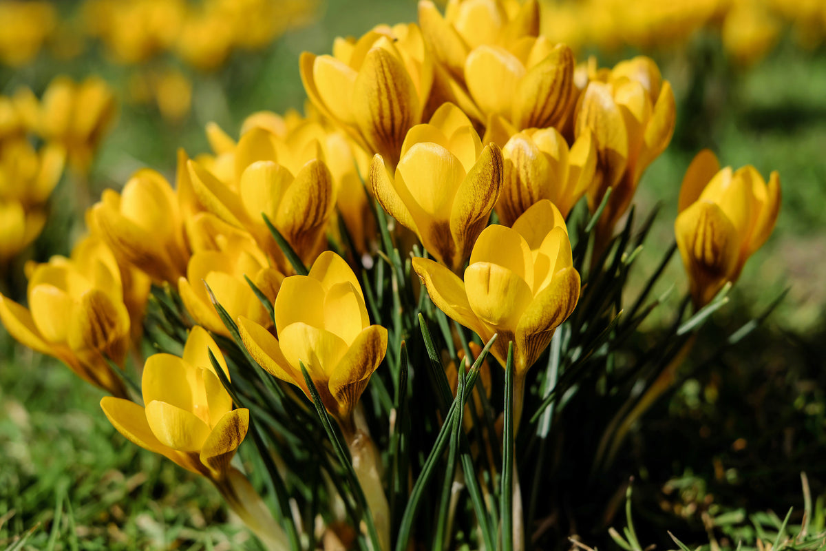 acrylic-print-crocuses-in-spring