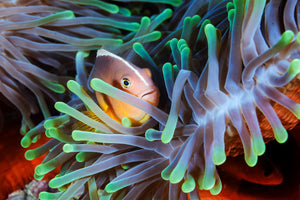 3-piece-aluminium-print-clownfish