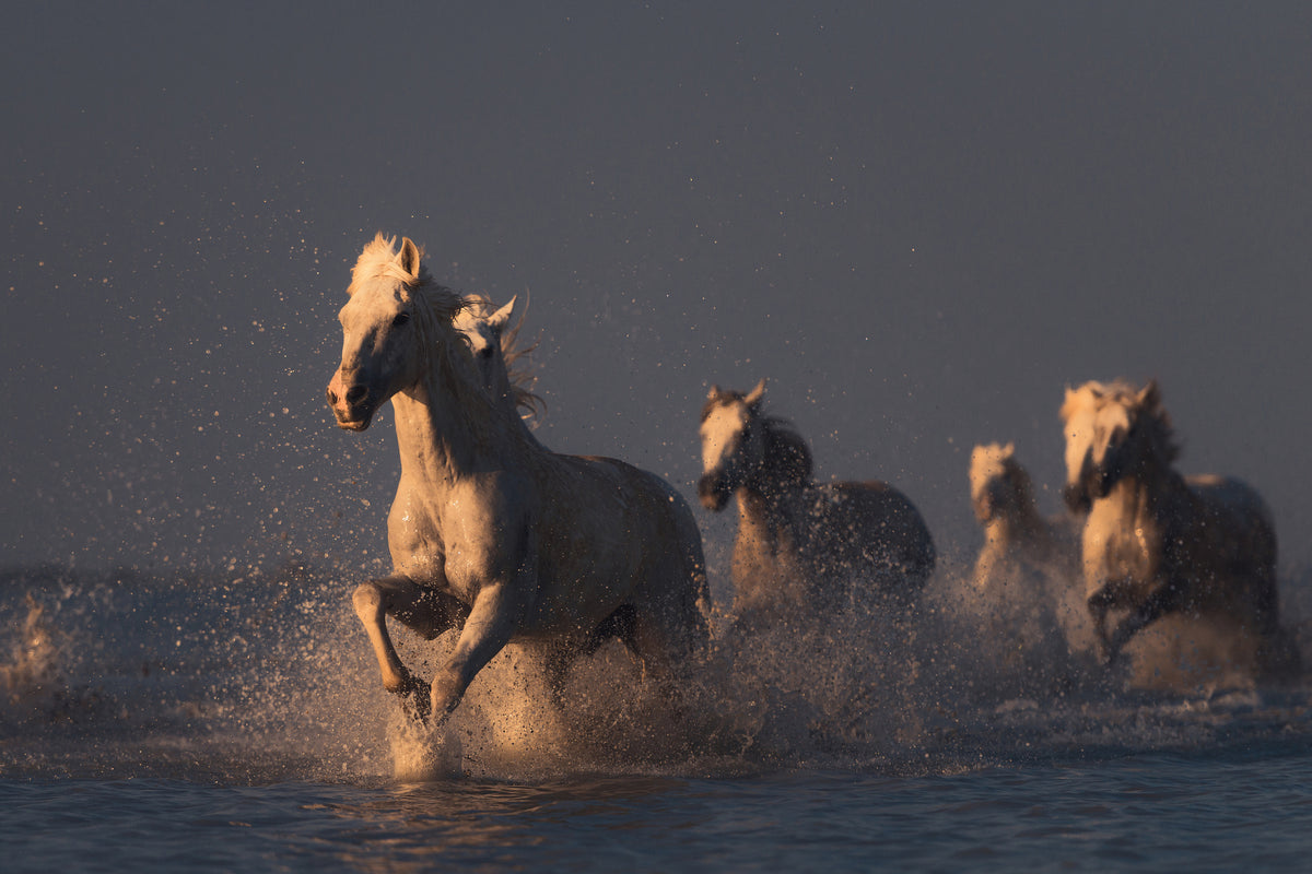 acrylic-print-horses-in-sunset-light-x