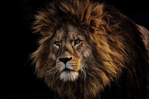 poster-print-portrait-of-a-lion
