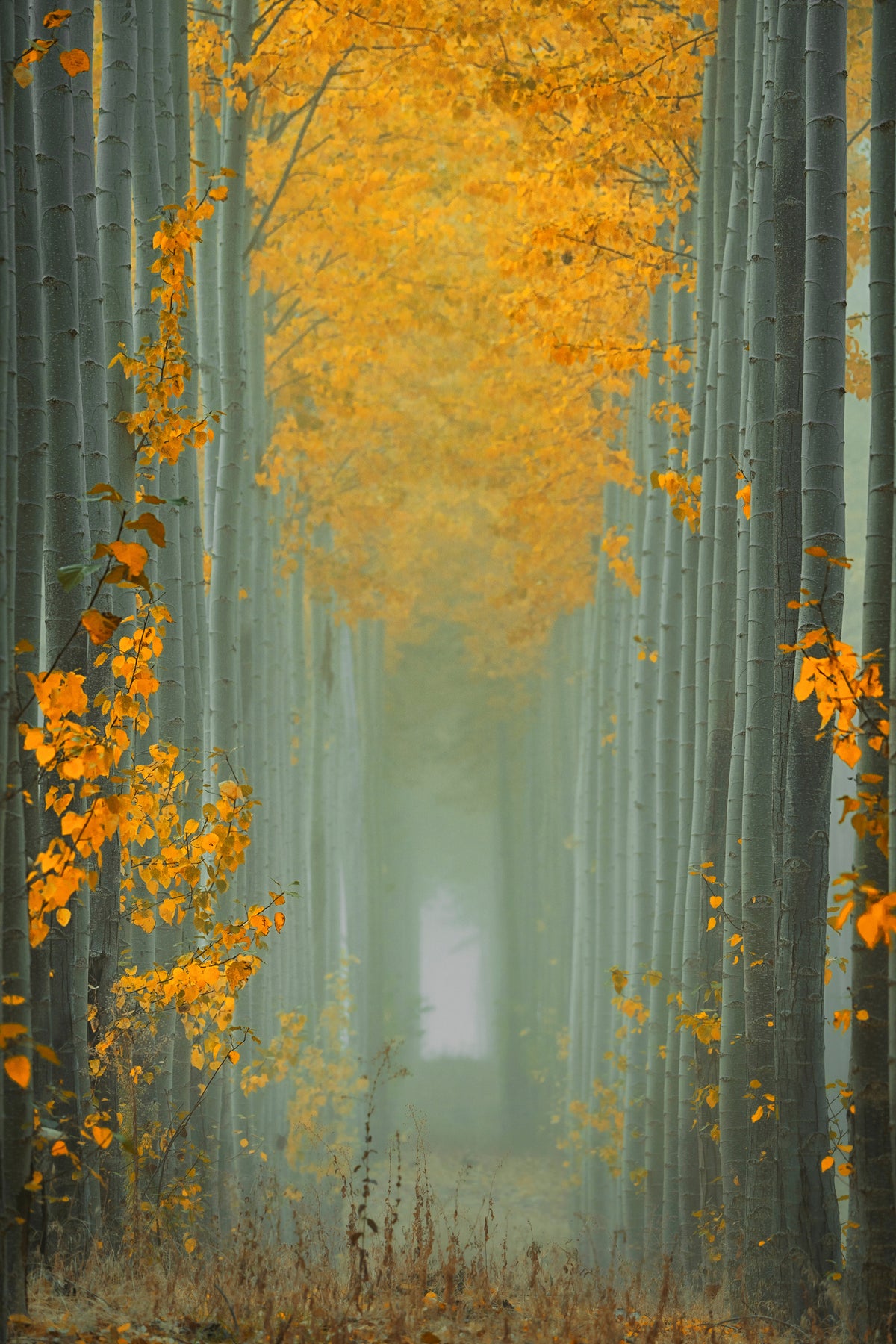 aluminium-print-misty-autumn-path