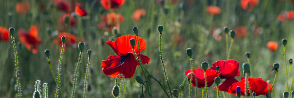 panoramic-3-piece-aluminium-print-wild-poppy-panorama