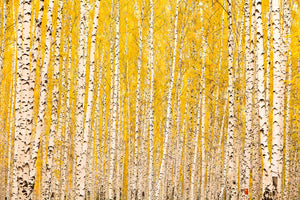 3-piece-acrylic-print-the-birch-forest-in-autumn