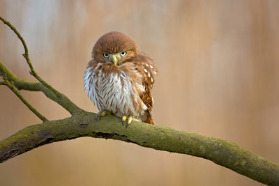 poster-print-ferruginous-pygmy-owl-x