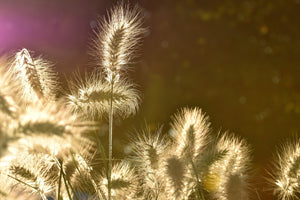 3-piece-acrylic-print-the-ornamental-grass