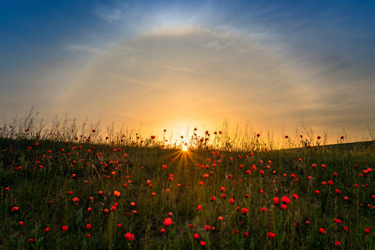 framedposter-print-red-poppies-and-sunrise