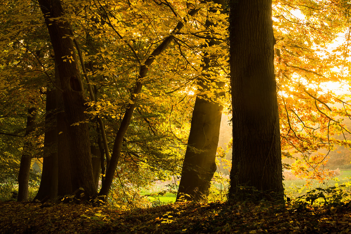 modern-3-piece-canvas-print-autumn-leaves