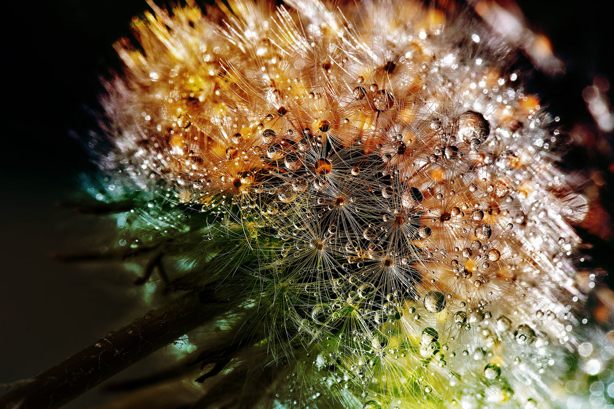 3-piece-canvas-print-dandelion-in-the-morning-dew