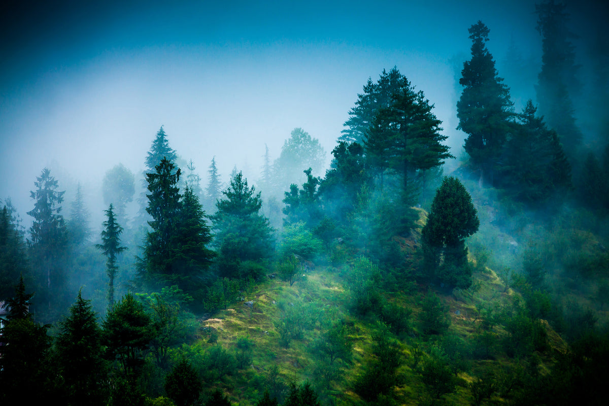 modern-3-piece-canvas-print-mysterious-forest-ii