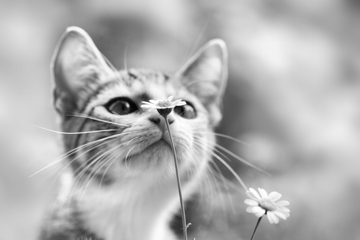 framedposter-print-curious