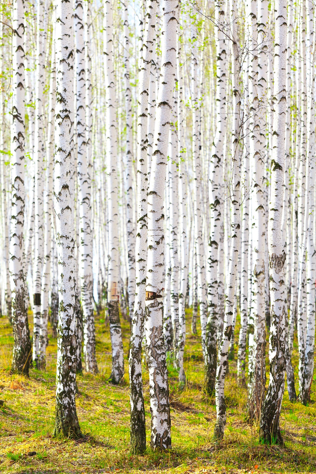 aluminium-print-the-birch-forest-in-the-spring