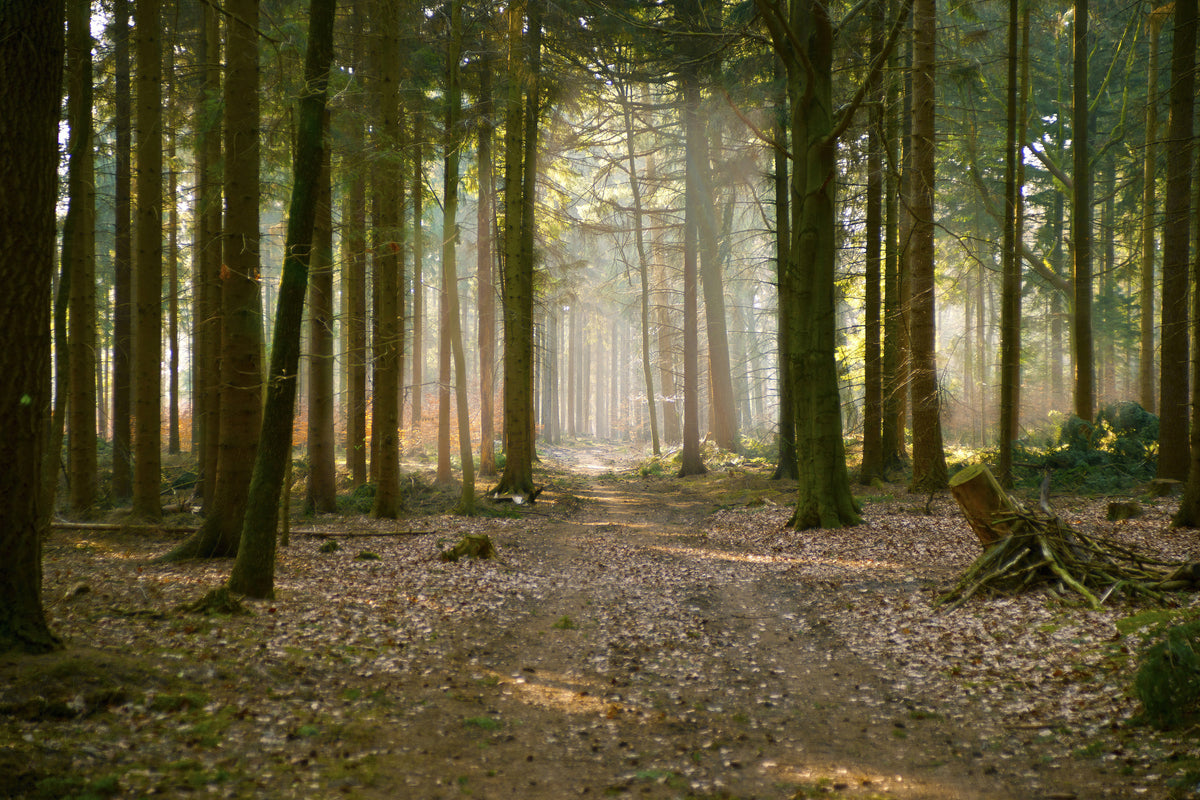 framedposter-print-forest-run