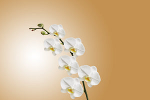 canvas-print-white-orchids-xl