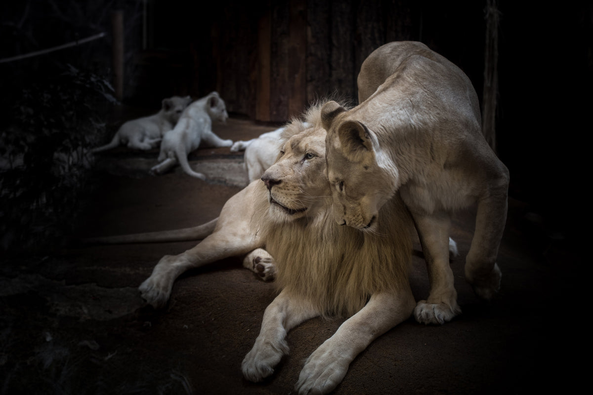 framedcanvas-print-the-lion-couple