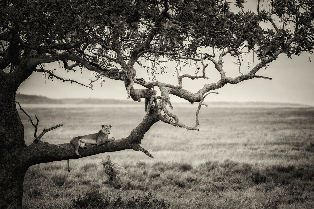 canvas-print-queen-x
