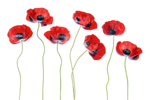 acrylic-print-ladybird-poppies