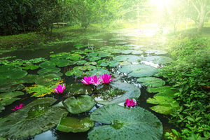 modern-3-piece-aluminium-print-garden-pond