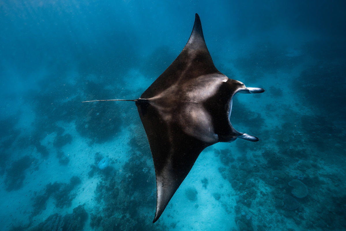modern-3-piece-acrylic-print-manta-fly