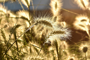 3-piece-aluminium-print-ornamental-grass-in-the-sunlight