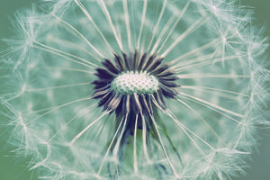framedcanvas-print-close-up-dandelion