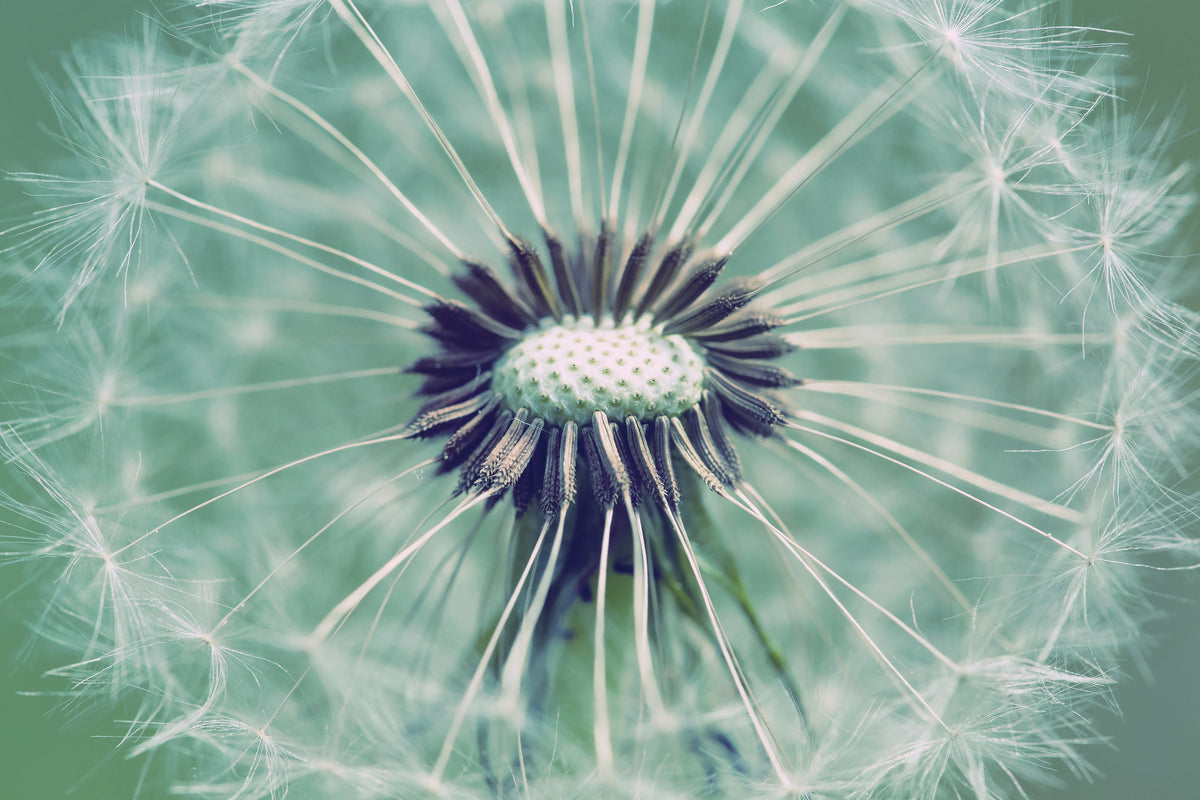 framedcanvas-print-close-up-dandelion