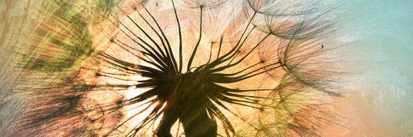 panoramic-3-piece-canvas-print-xxl-dandelion-panorama