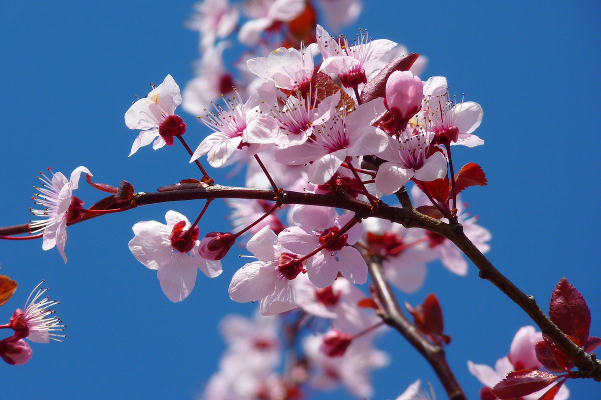 framedcanvas-print-the-almond-blossom