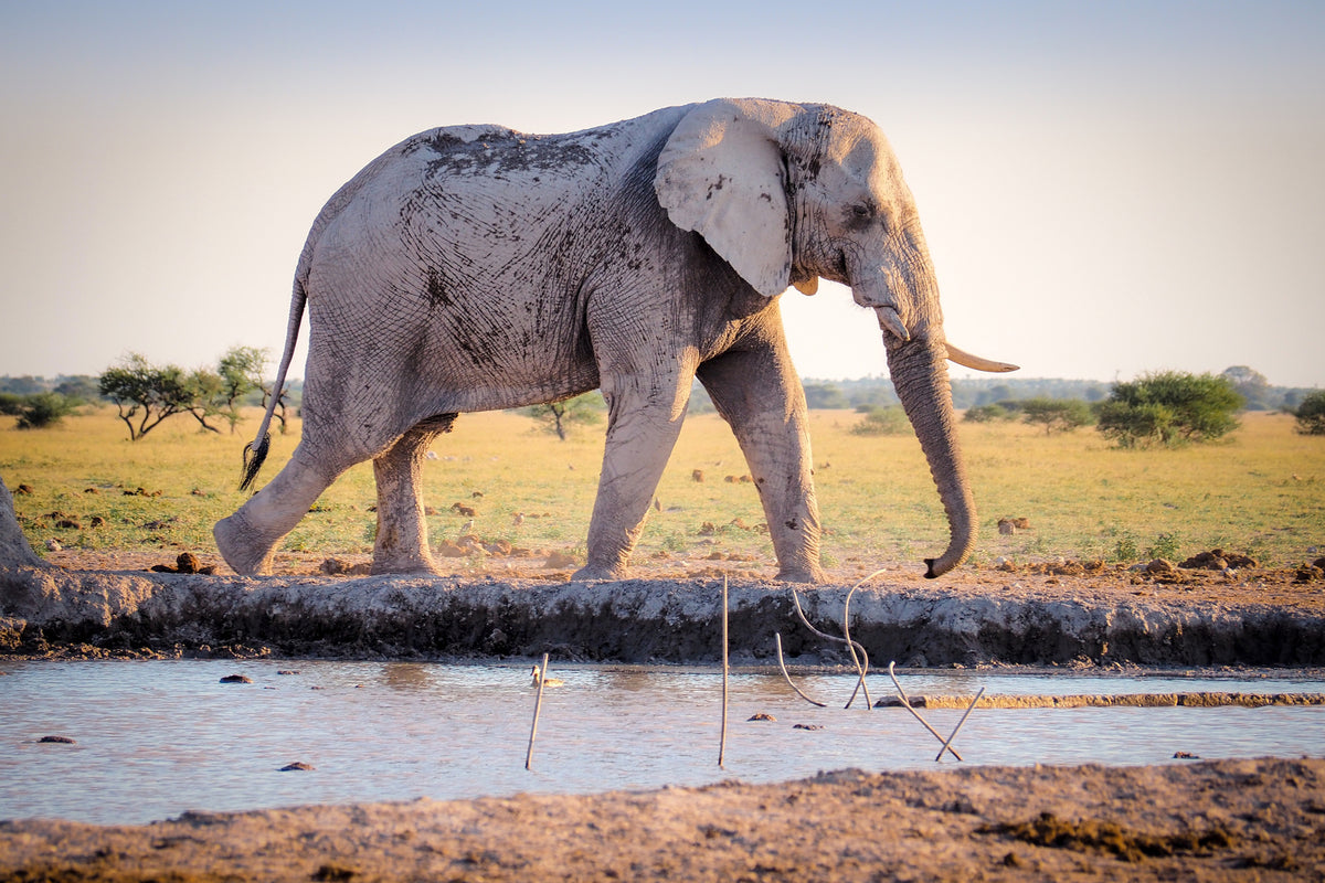 acrylic-print-elephant-in-the-nature