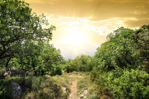 aluminium-print-at-the-end-of-the-forest