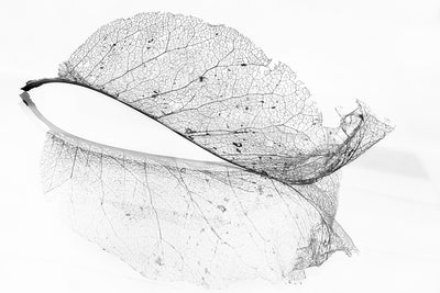 poster-print-the-old-leaf-x