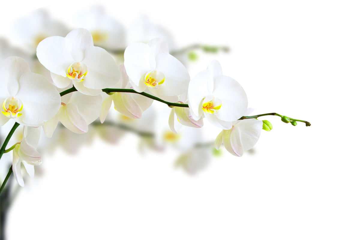 modern-3-piece-aluminium-print-white-orchids