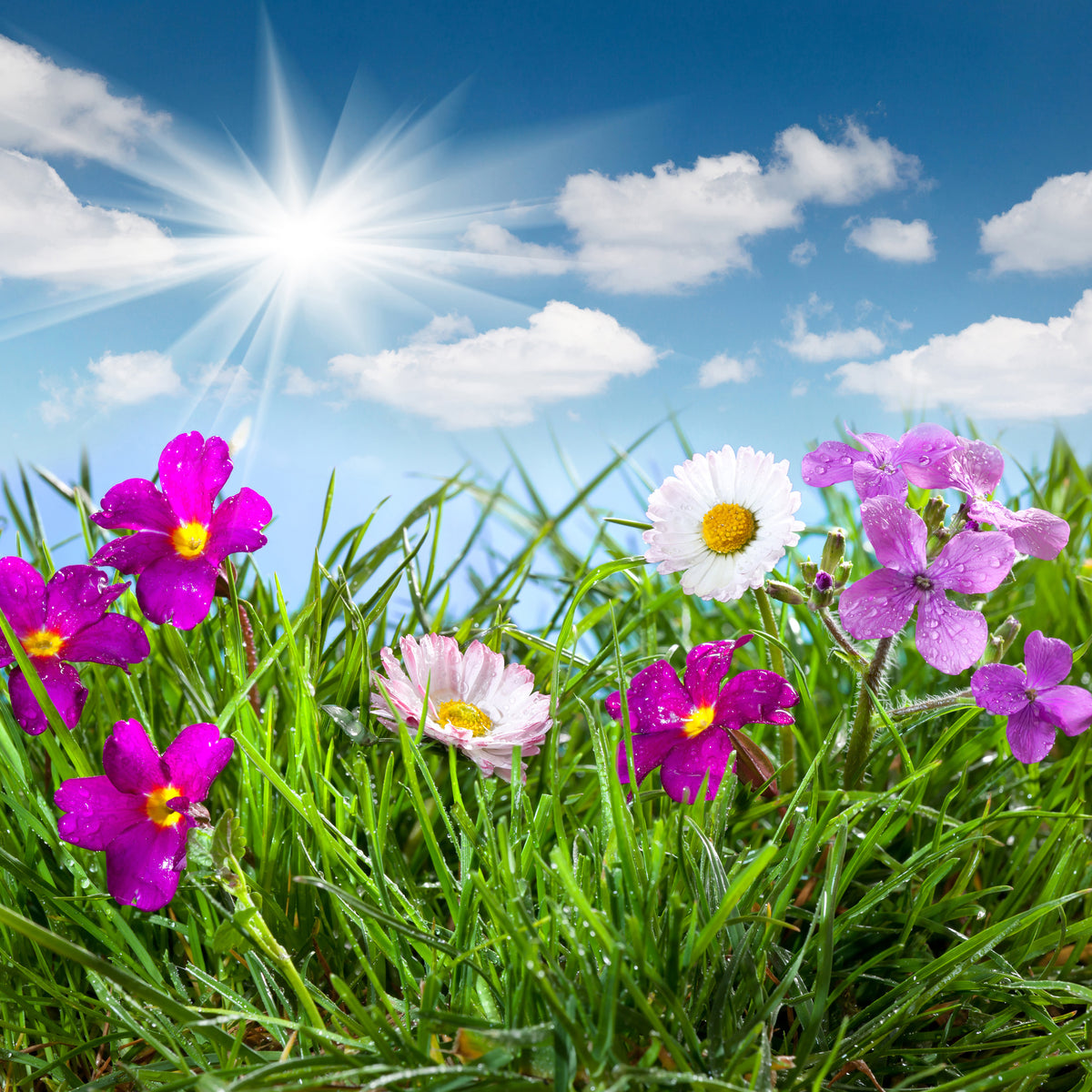 acrylic-print-flowering-meadow