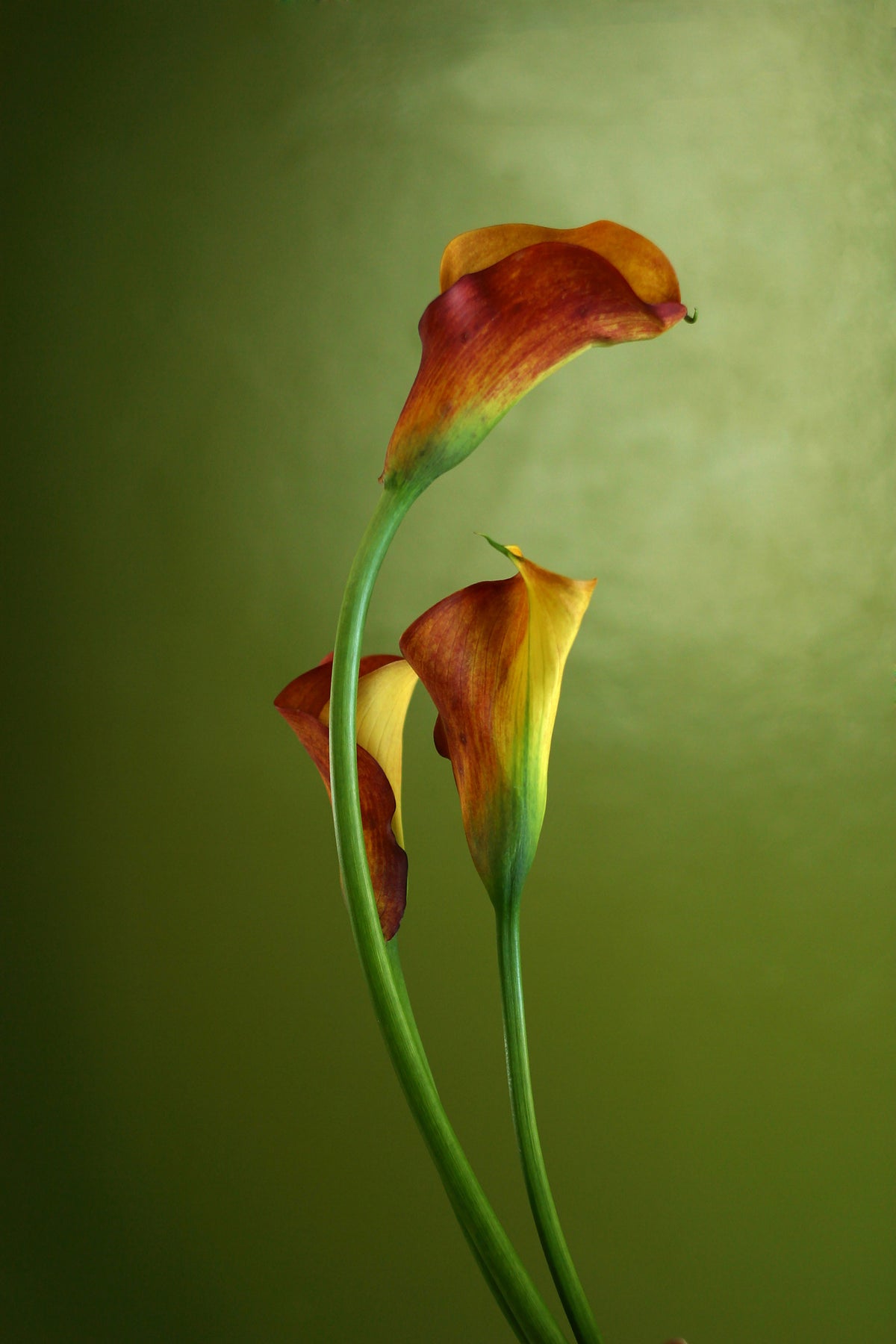 acrylic-print-3-callas