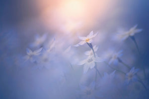 acrylic-print-in-the-pale-light-x